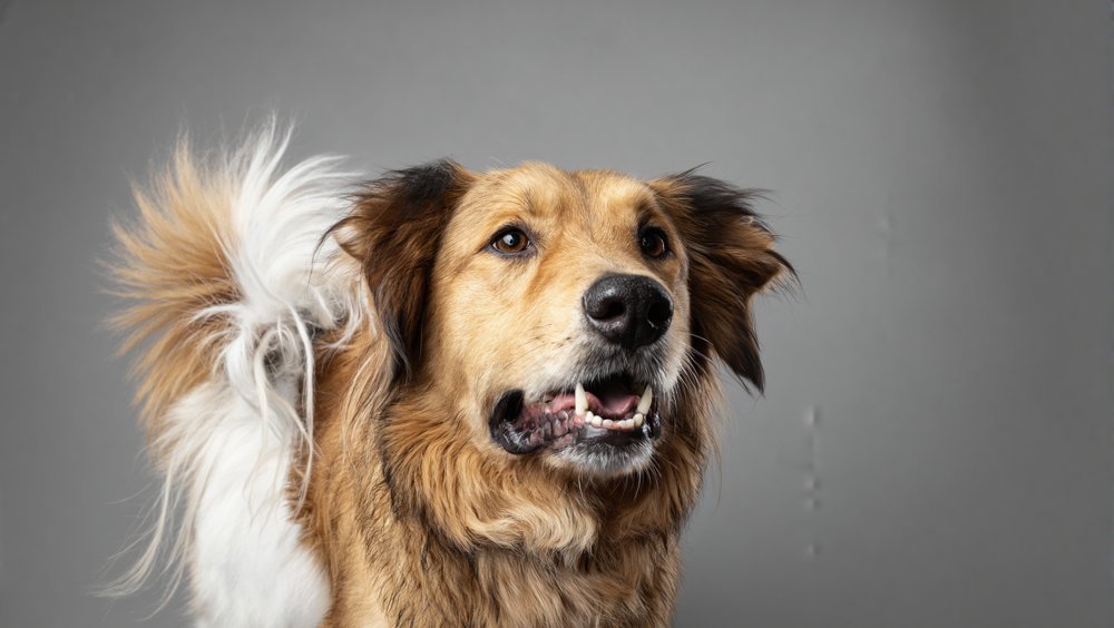 Balanced Dog Food Diet Guide: Complete Protein & Nutrient Needs