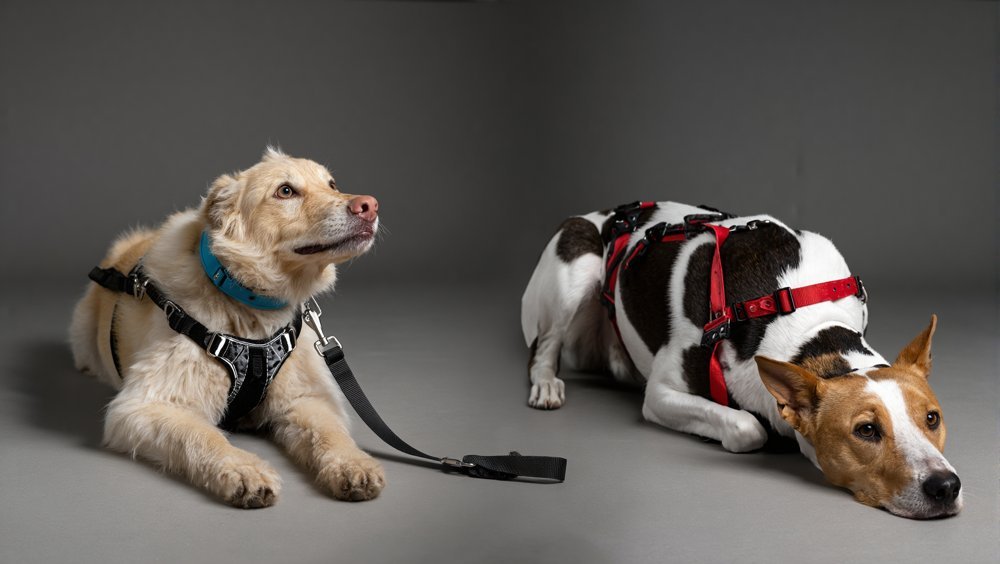 Best Interactive Dog Puzzles: Mental Stimulation & Slow Feeding Best Interactive Dog Puzzles: Mental Stimulation & Slow Feeding