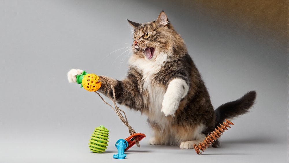 Healthy Cat Treats Safety Guide: Low-Calorie Rewards & Snacks