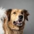 Dog Harness vs Collar: Which Is Safer for Walking Your Dog?