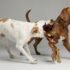 How to Spot Dog Food Allergies: Symptoms & Elimination Diets
