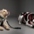 Top Dog Agility Toys & Training Gear for Active Canines