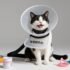 Complete Automatic Pet Feeder Guide: Timed Meals & Portions