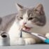 Essential Cat Food Nutrition Guide: Proteins, Fats & Vitamins