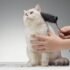 Best Cat Hoodie Trends: Cozy & Stylish Feline Fashion